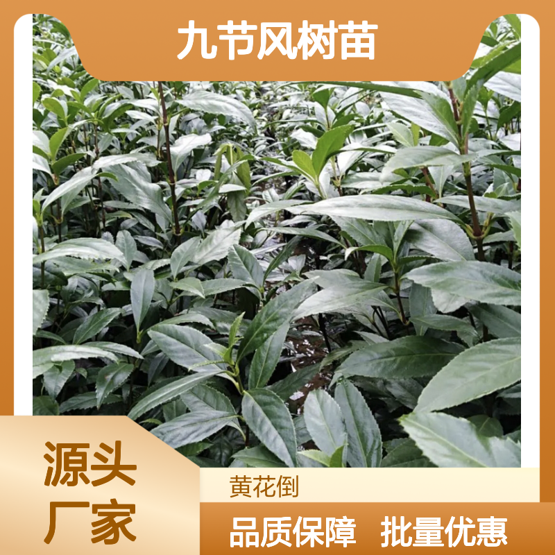 九节风树苗 批发种植 园艺优选 管理简单 观赏价值高