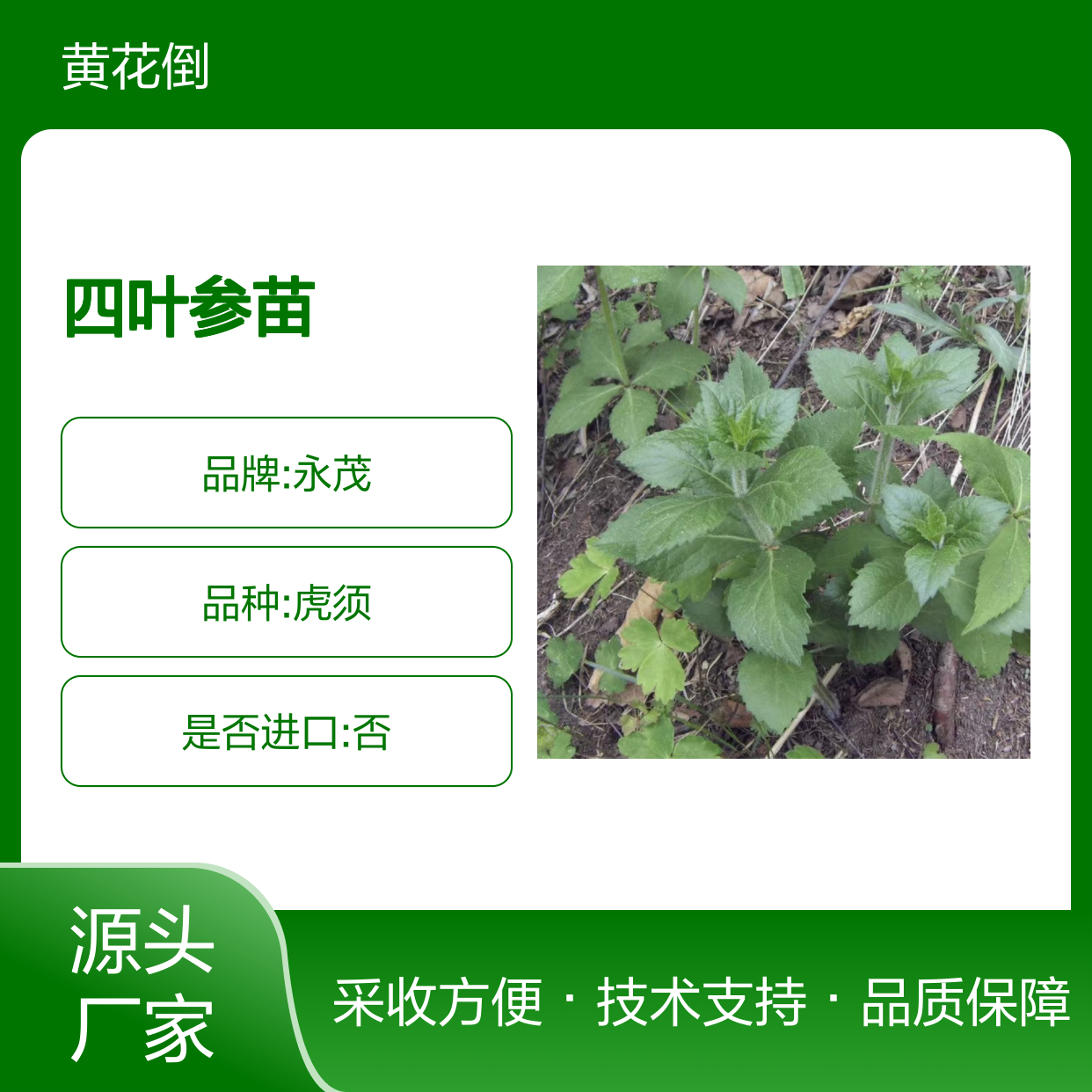 四叶参苗 基地直供 种植技术免费指导 管理便捷