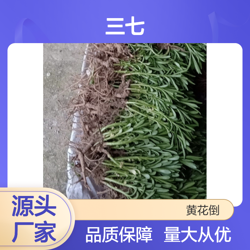 景天三七种苗 基地直供 批发优选 耐寒耐旱 适应性强