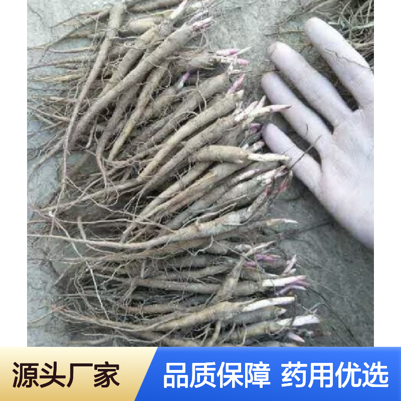 白芍小苗 多年生草质藤本植物 根系发达 药用价值