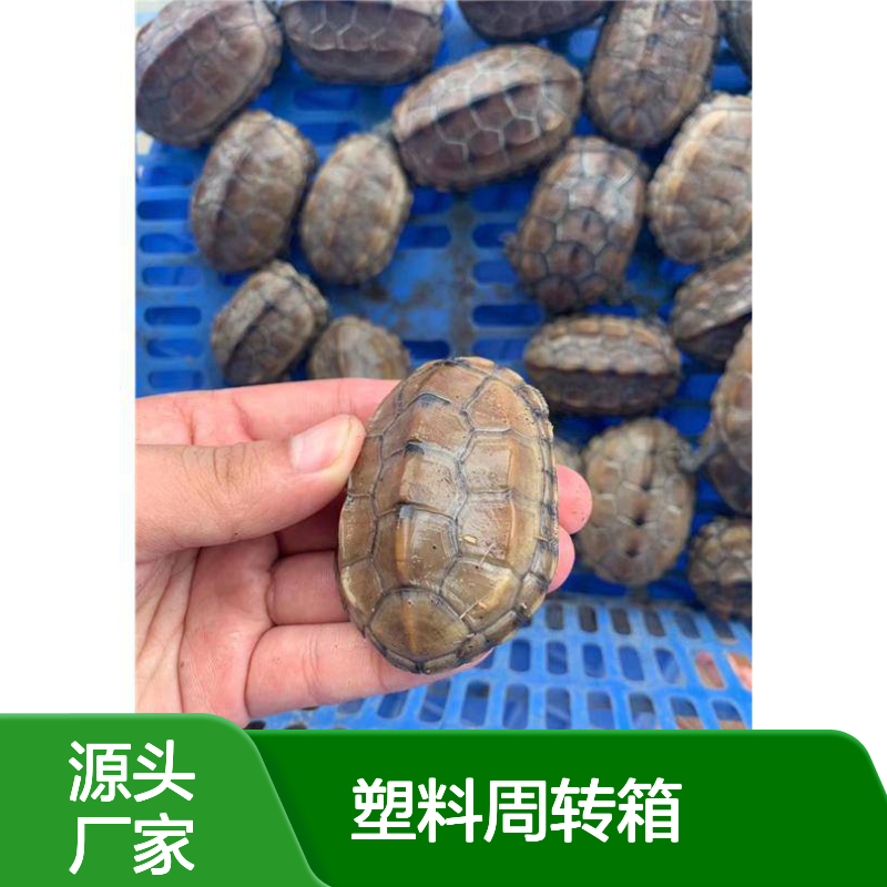 乔丰塑胶周转箱 多样尺寸可选 食品级材 颜色定制