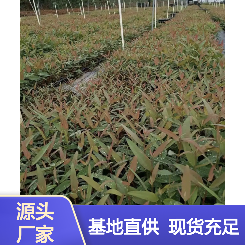 速生桉树种植 优选种苗基地 耐腐性强 易于栽培