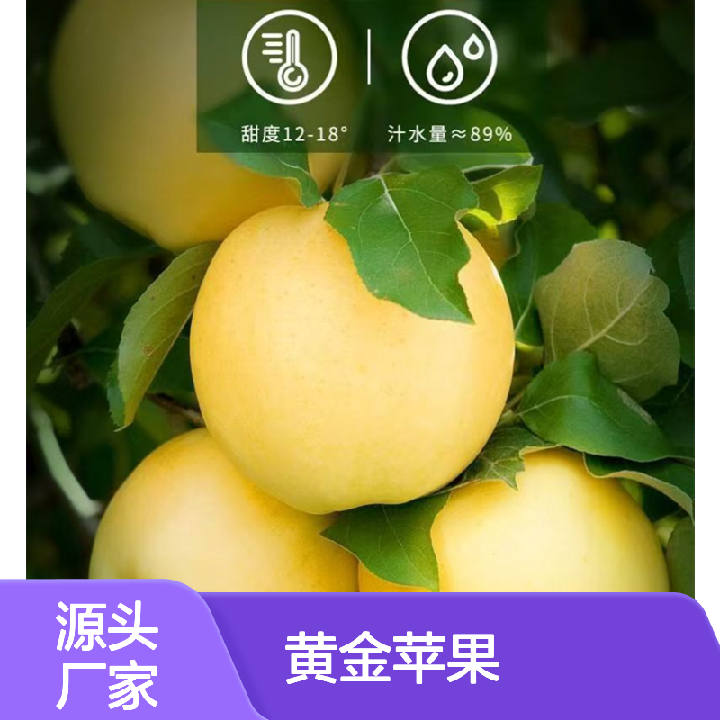 维纳斯黄金苹果冷链物流 冷冻运输 生鲜直达 三亚海口专线