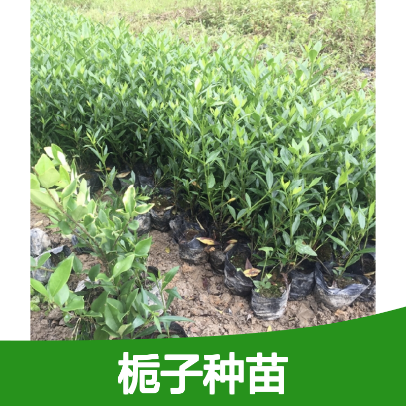 栀子种苗 种植技术指导高产栽培 品质优良 基地直供