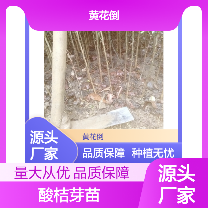 酸桔芽苗基地直供 纯正品种生长旺盛 适应性强