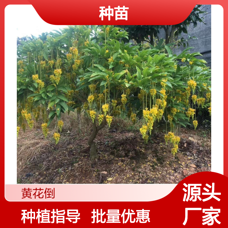 倒吊黄花种植园 种苗批发 园林优选 基地直供 生长迅速