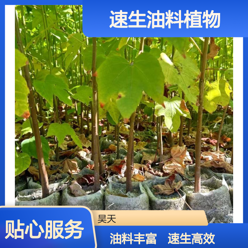 速生油料植物 1-2年油桐营养杯苗木 H80-200CM