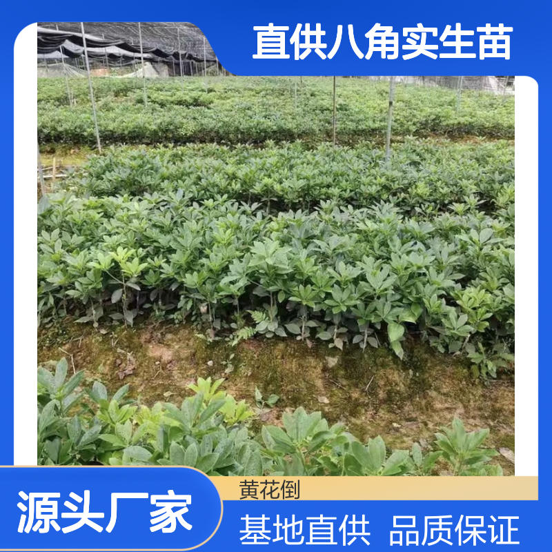 基地直供八角实生苗 全程技术指导 十几年苗木培育经验