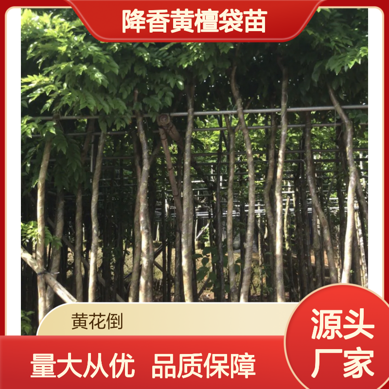 降香黄檀袋苗 基地直供 品质保证 木性稳定 纹理清晰