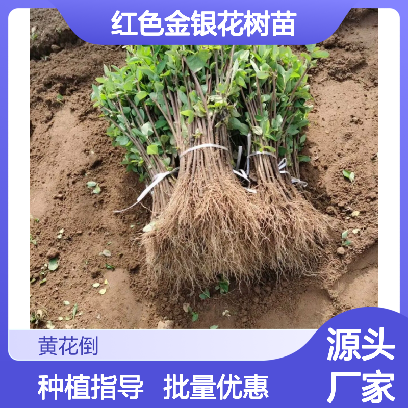 红色金银花树苗 批发供应 基地直发 品质保证 管理简单