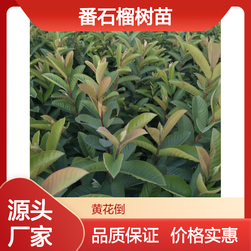 番石榴树苗 批发基地直供 富含营养 产量稳定 口感极佳