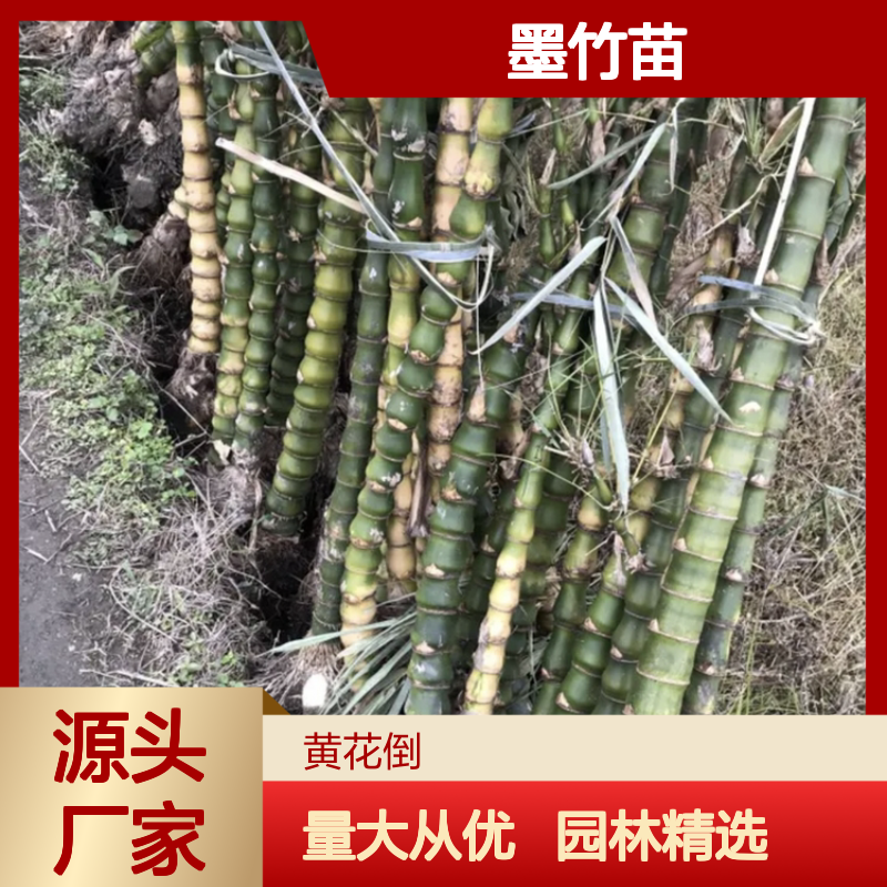 精选墨竹苗 基地直供 园林优选 生长迅速 造景佳品