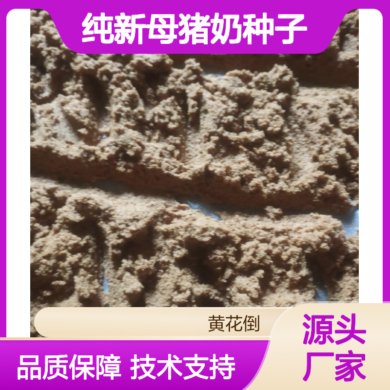 当年纯新母猪奶种子 自产自销种植指导 药材优选