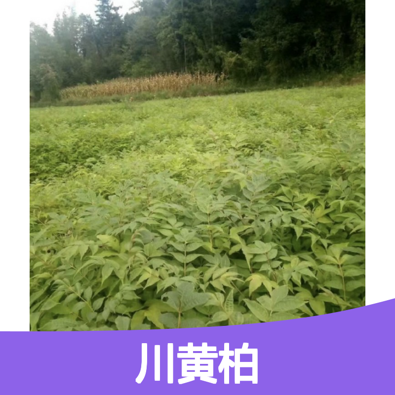 当年新采川黄柏种子 自营基地直供技术指导 品质保证