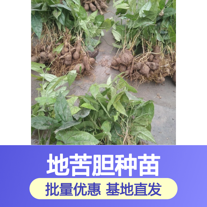 地苦胆种苗 批发基地直供 园林植物常绿灌木 品质优良