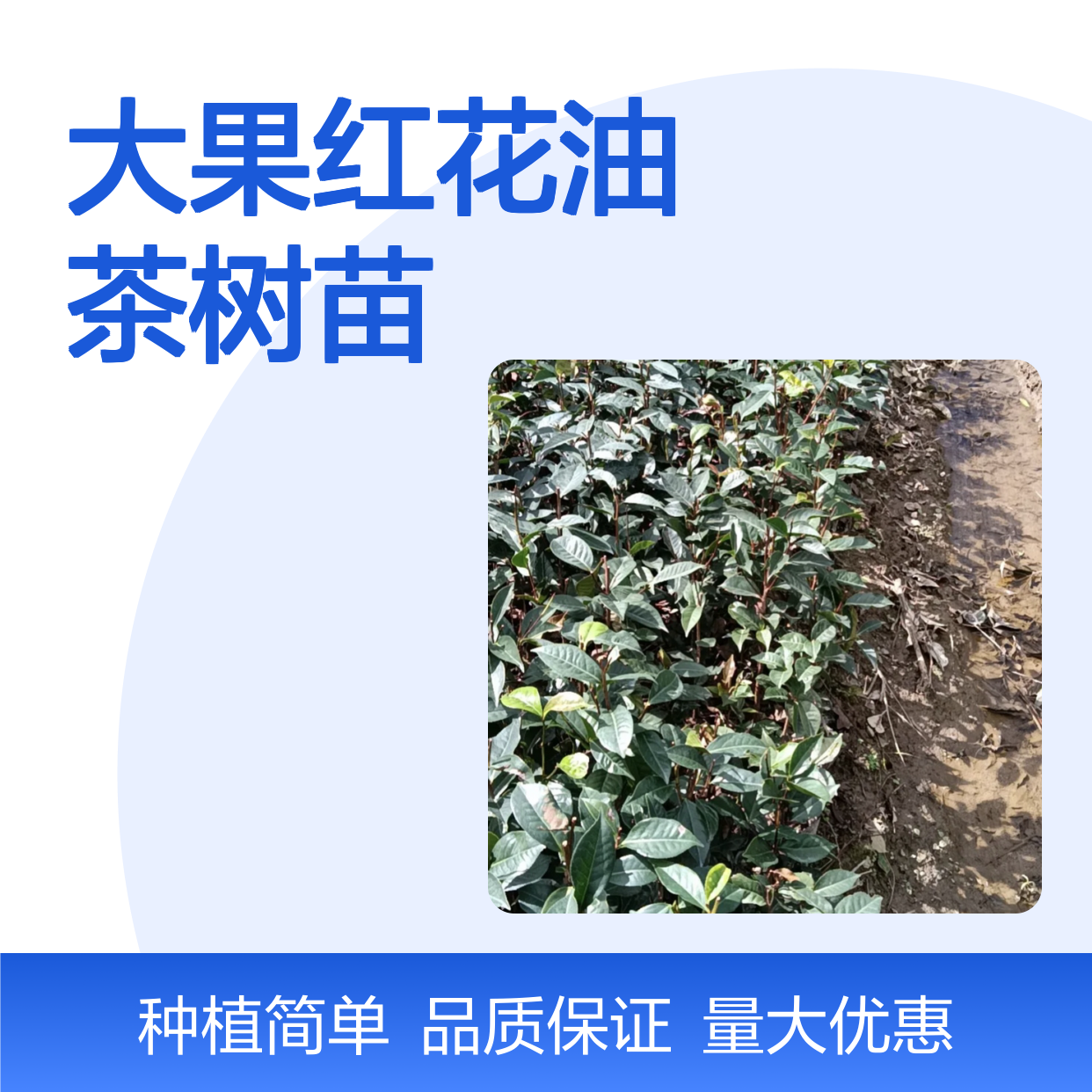 大果红花油茶树苗 高产油茶品种 耐寒抗旱 适应性强