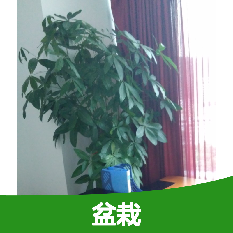 南韵竹风盆栽租赁 承接绿化工程 成活率高 品种多样