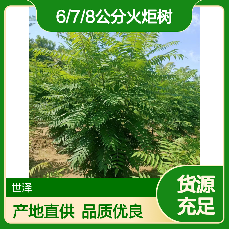 6/7/8公分火炬树-批量直供-世泽园林-产地优势-现货出售