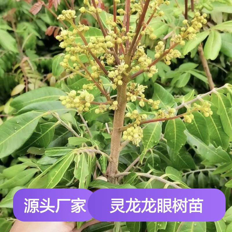 精选灵龙龙眼树苗 园林种植优选 品质上乘 生长力强