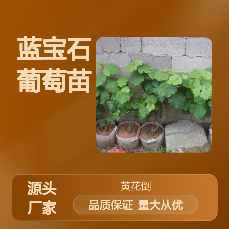 蓝宝石葡萄苗 百亩种植园直供 扦插育苗 高成活率