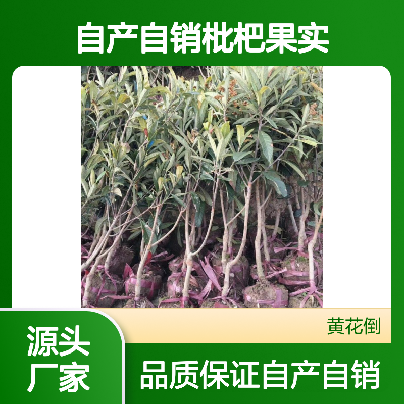 自产自销枇杷果实生树苗 购买数量达到要求 全国专线车直达送货