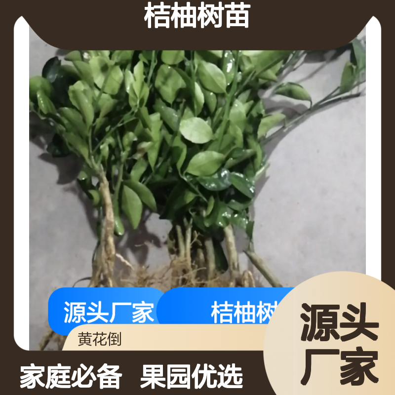 桔柚树苗 耐贮性强 口感上乘 无苦少核 品质保证