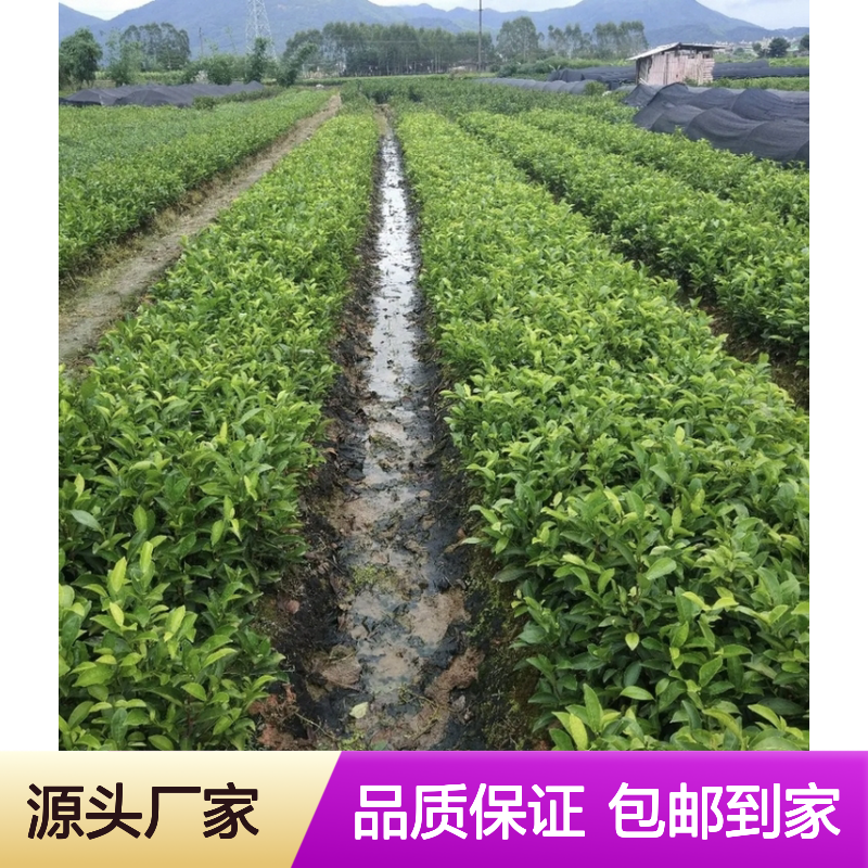 基地批发八仙茶茶袋苗 送货上门包邮欢迎来电洽谈经验分享
