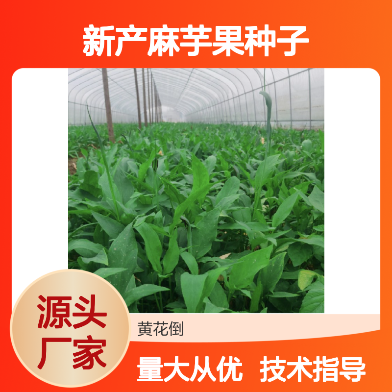 新产麻芋果种子 农户直供 技术指导支持 品质优良