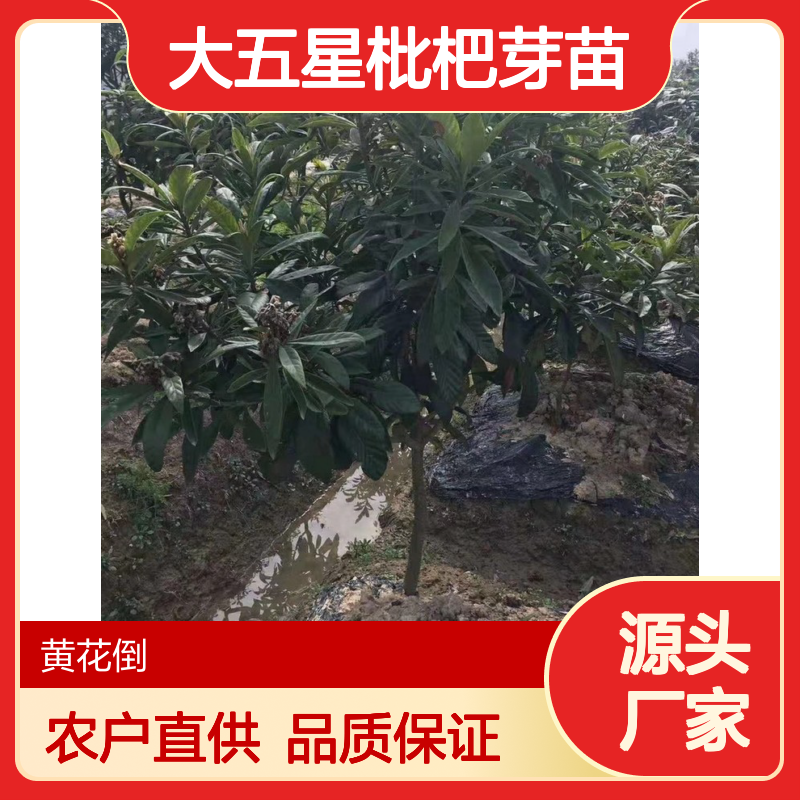 农户直供 大五星枇杷芽苗 全程技术指导 十几年苗木培育经验