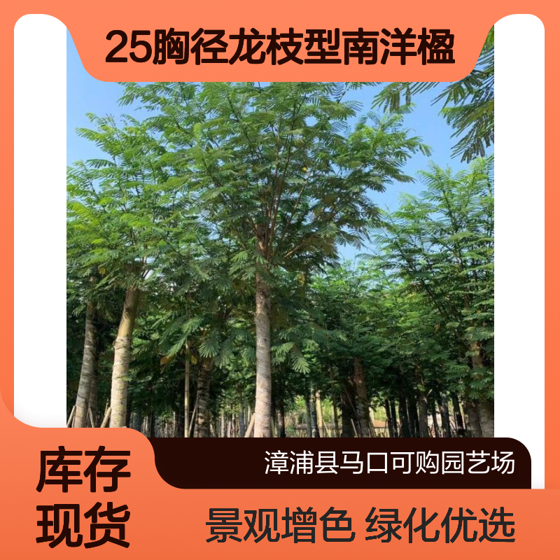 可购牌25胸径龙枝型南洋楹 常绿常色叶露地苗 景区道路绿化优选