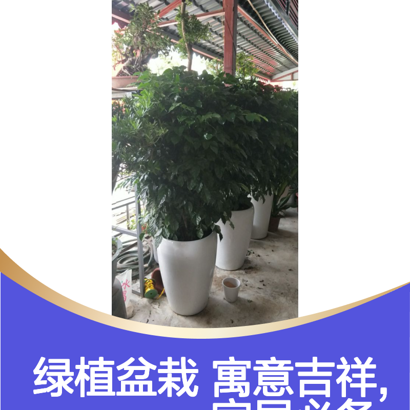 幸福树 南 山绿植盆栽零售 花店现货 量多免送货费 南韵竹风