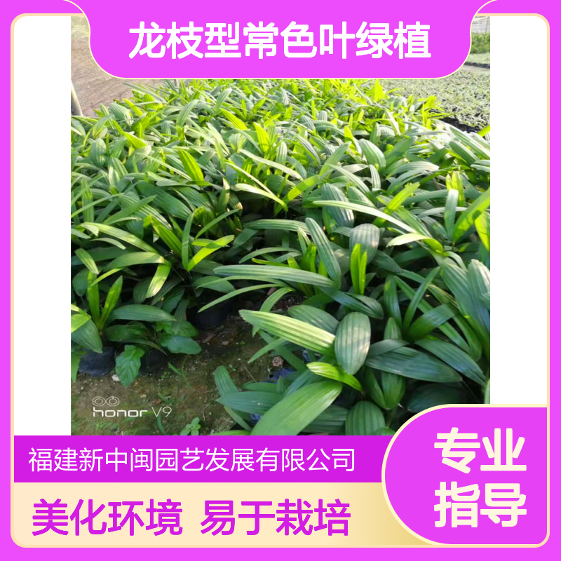 细叶棕竹01货号 龙枝型常色叶绿植 公园庭院美化环境地栽培观叶灌木