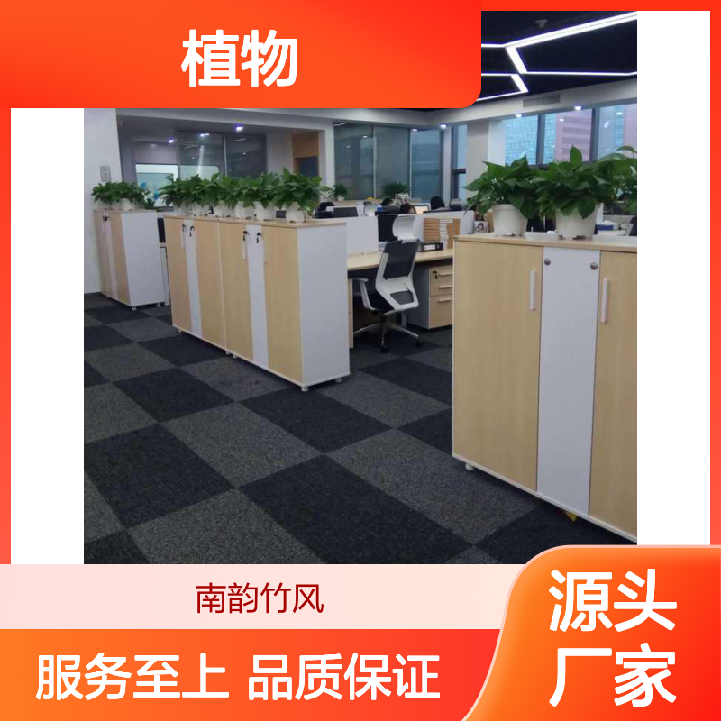 南韵竹风植物租摆服务 承接绿化工程 成活率高