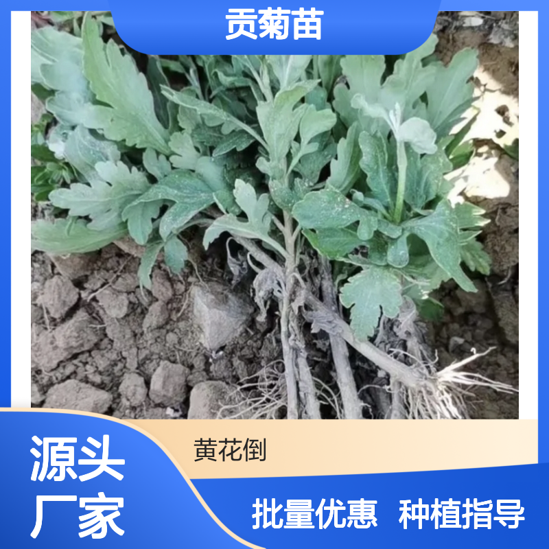 贡菊苗批发 种植基地直供 品质保证 耐寒耐旱 易于管理