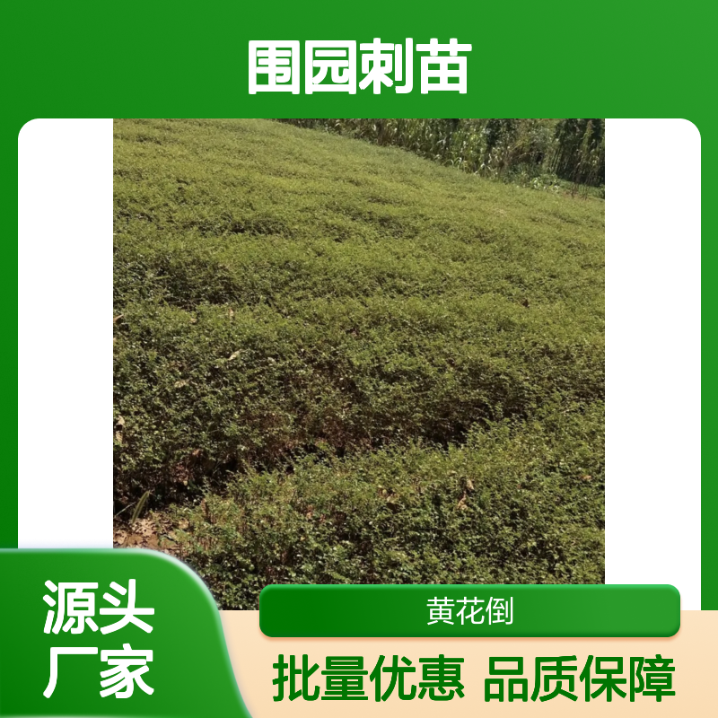 围园刺苗 灌木绿篱植物 基地直供 药用价值 易于栽培
