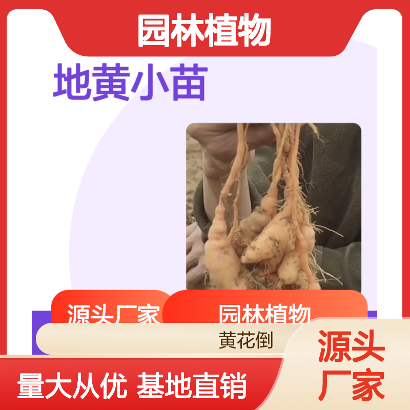 怀庆地黄小苗 基地直供 园林植物 优选品种 适应性强
