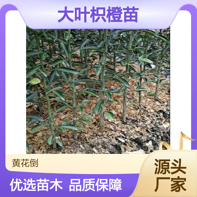 大叶枳橙苗 优质果树苗木 种植区直供 抗病性强