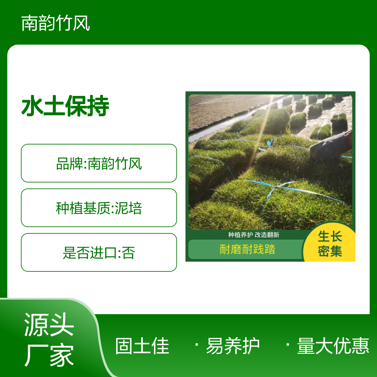 南韵竹风 草皮 水土保持 易养护 可批发 固土护坡