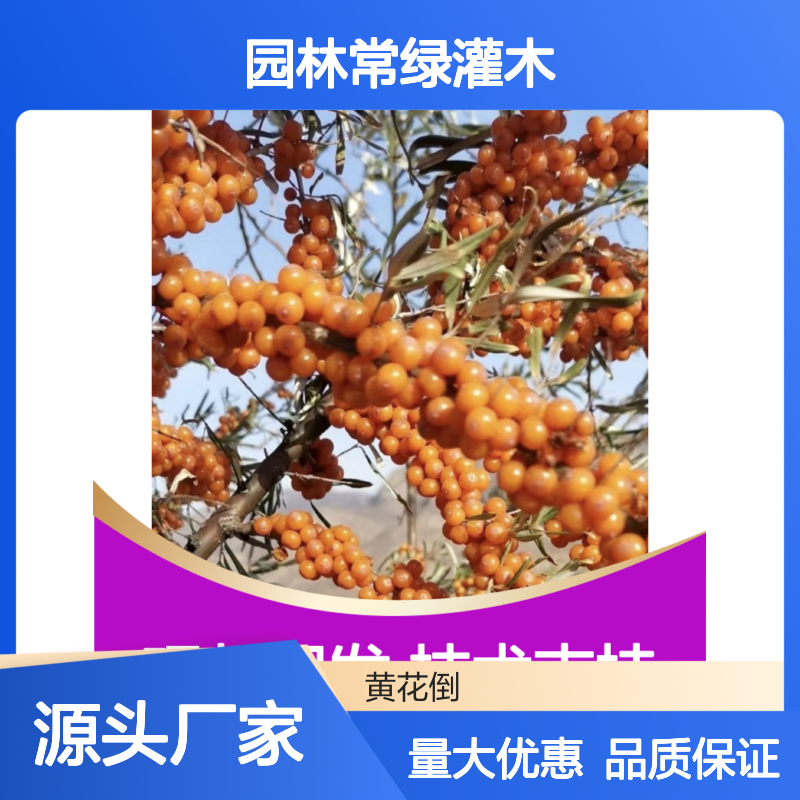 现起现发醋柳苗 常绿灌木园林优选 适应性强 繁殖多样
