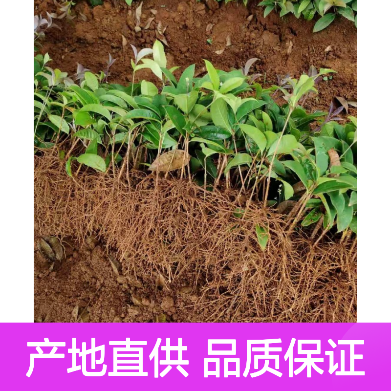 农户直供红花丹桂床苗 苗圃产地直供品质保证种植技术分享