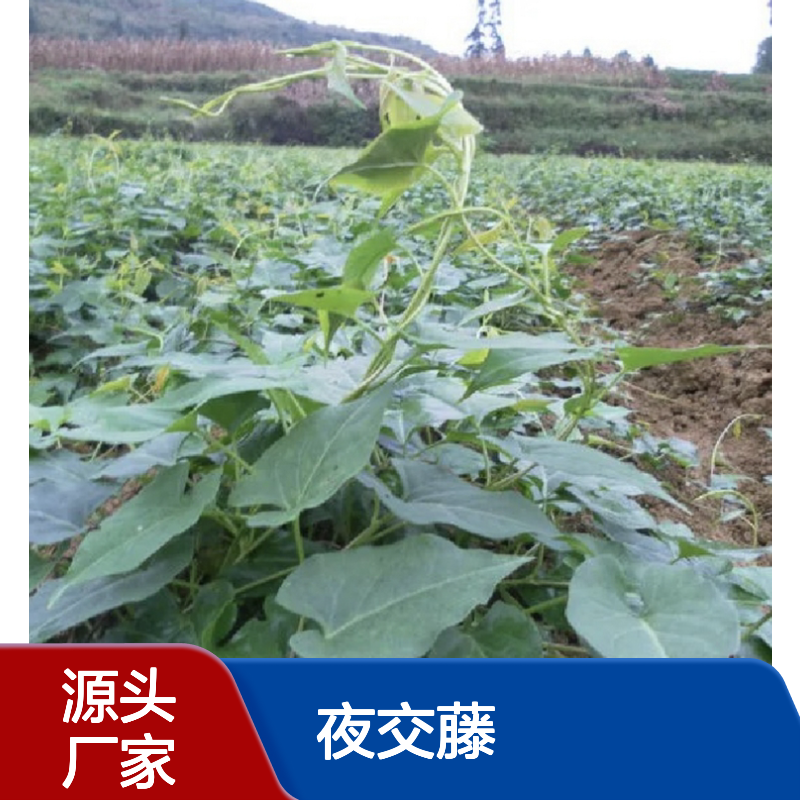 夜交藤种苗批发 园林绿化优选品种 基地直供 健康养生