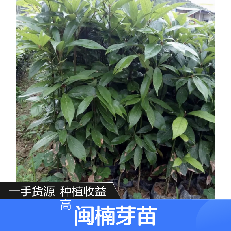 产地一手货源闽楠芽苗 种植收益好 荒山农田均可种植