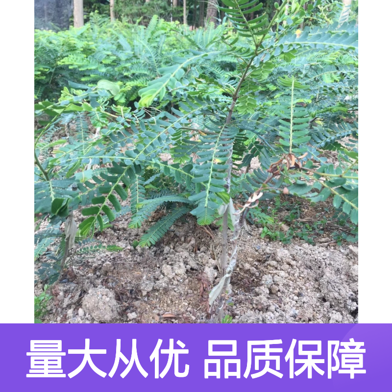 牛甘苗基地直供 抗旱耐贫瘠果树苗木 适应广泛