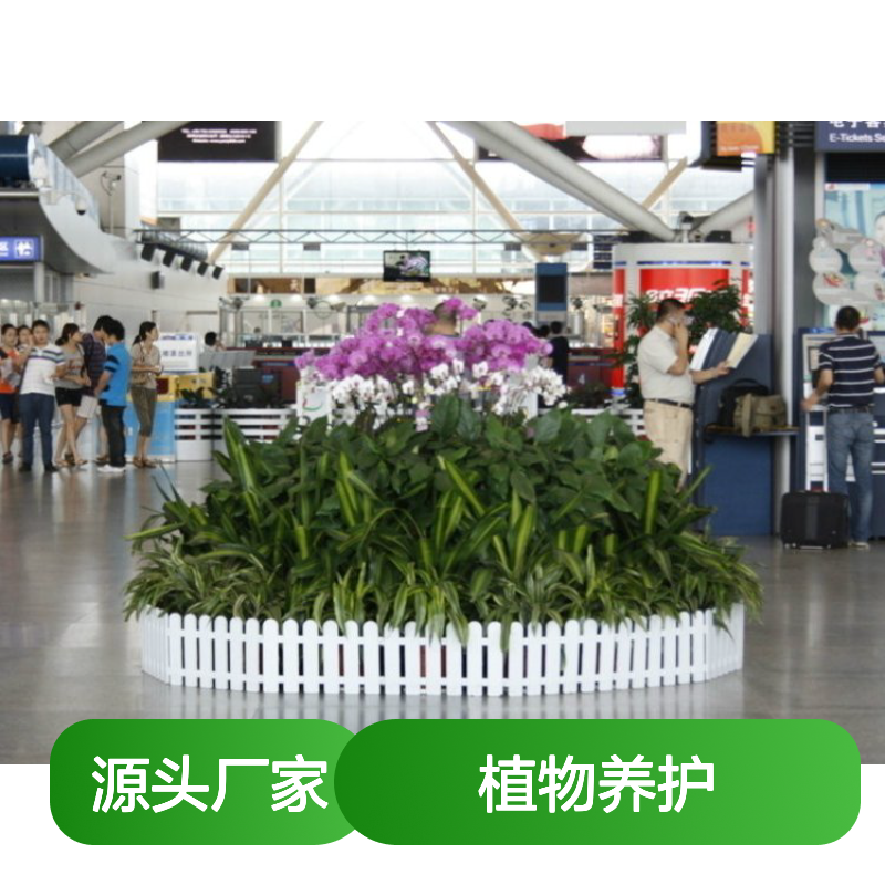 南韵竹风绿植 租赁养护一站式 品种多样 成活率高