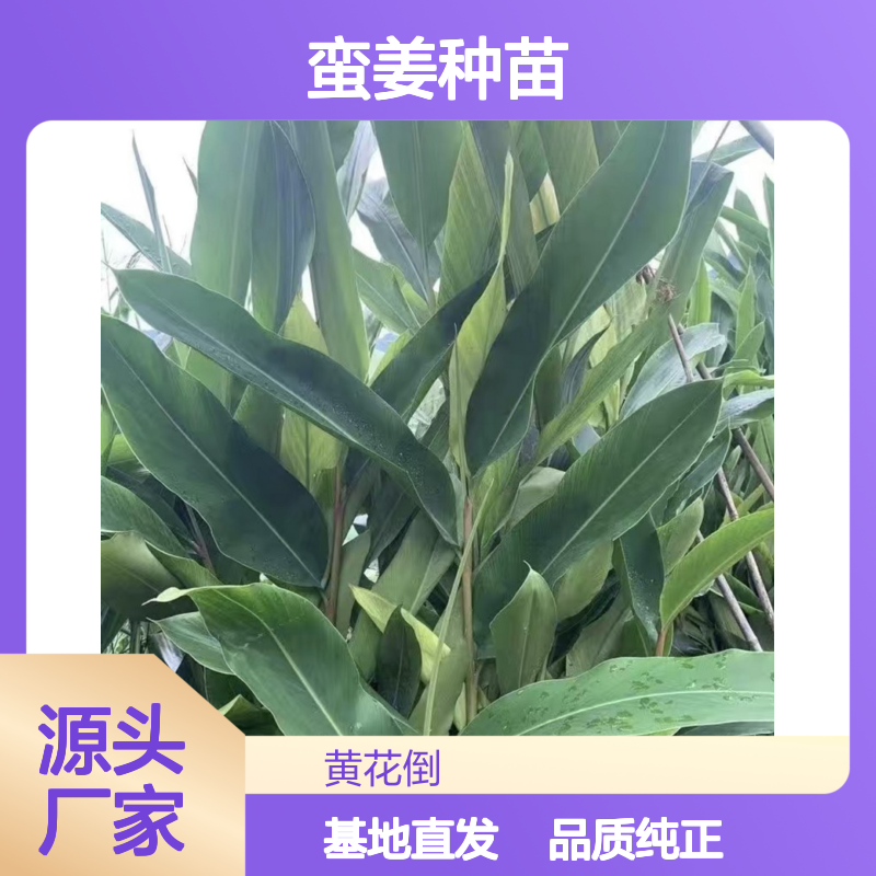 产地一手货源蛮姜种苗 基地直发包教种植管理技术品质纯正可票