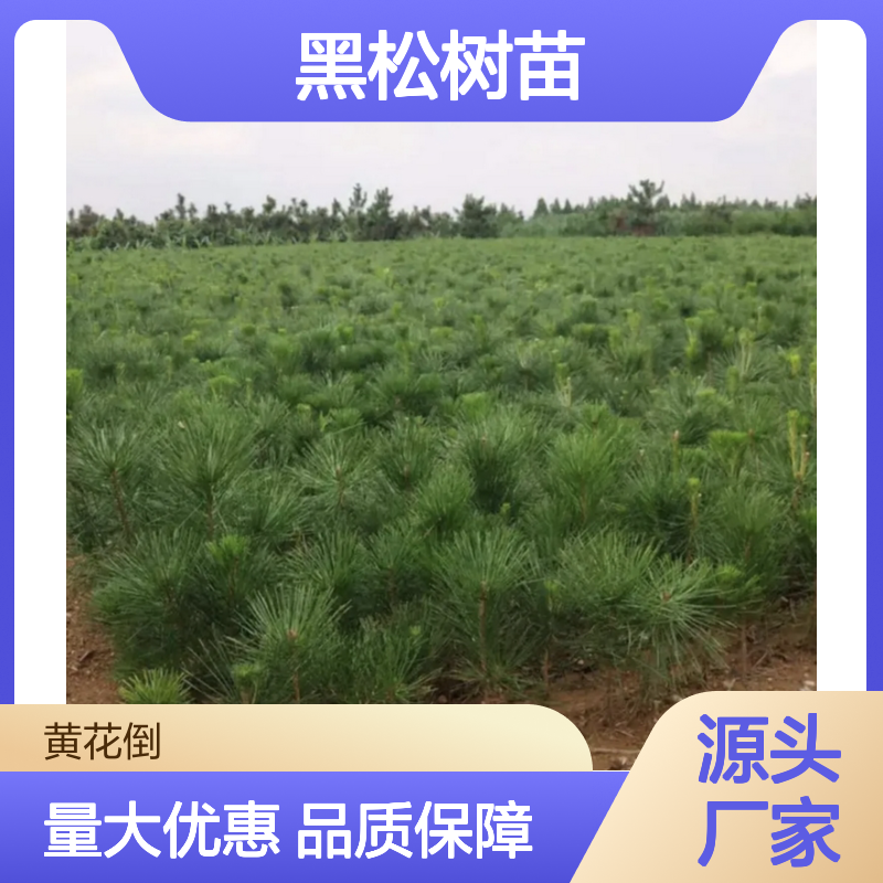 日本黑松树苗 庭院阳台优选 根系发达 成活率高