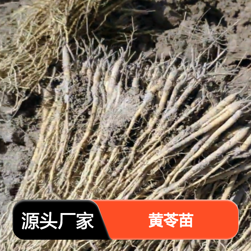 黄苓苗批发 优质种苗 种植技术指导 高产高效 基地直供