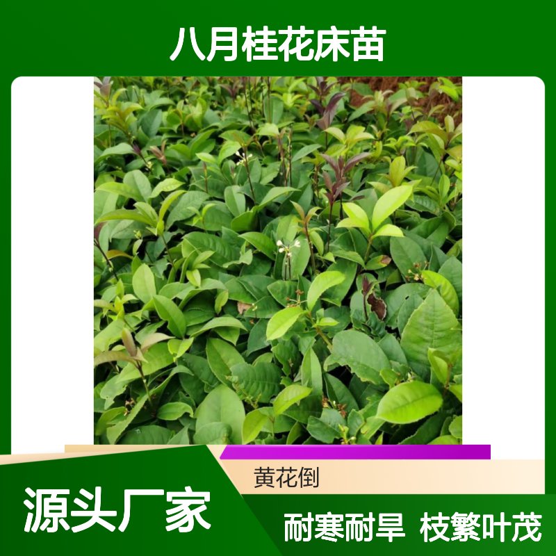 八月桂花床苗 批发种植基地 枝繁叶茂 耐寒耐旱