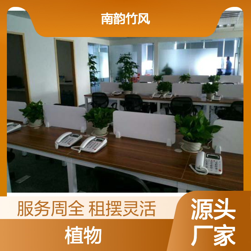 植物租赁专家南韵竹风，长期短期租摆灵活 品种多样