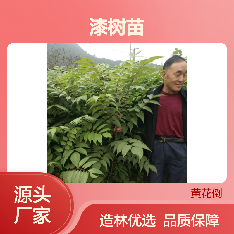 漆树苗批发 播种育苗 40厘米大苗 常绿灌木 生长迅速
